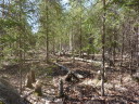 trees cut down by beavers